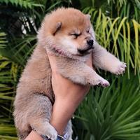 Ultimo meraviglioso cucciolo shiba