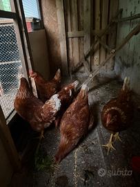 Galline