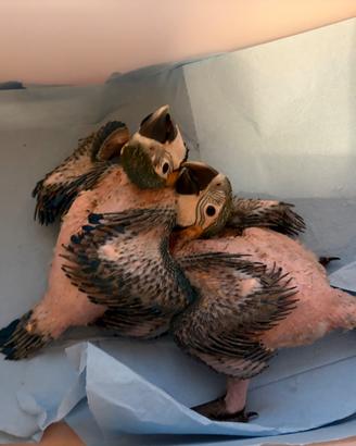 Ara ararauna baby