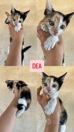 Gattine che donano tanto amore