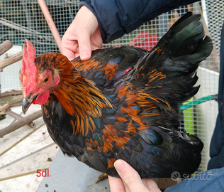 Splendida coppia Serama