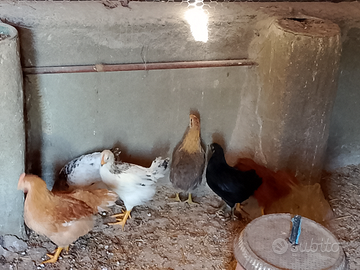 Pulcinotti incrocio araucana