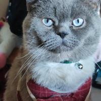 Accoppiamento Gatto scottish straight blu point