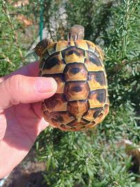Tartaruga hermanni