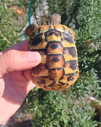 Tartaruga hermanni