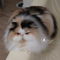 Rehoming gatta persiana