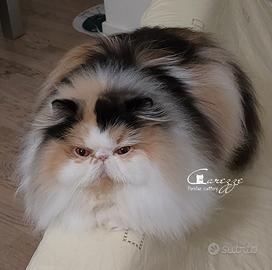 Rehoming gatta persiana