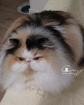 Rehoming gatta persiana