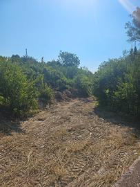 2 Lotti di terreno agricolo