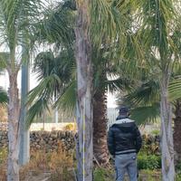 Blocco di palme cocus