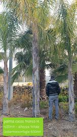 Blocco di palme cocus