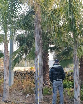 Blocco di palme cocus