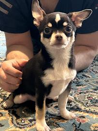 Chihuahua cioccolato con Pedigree