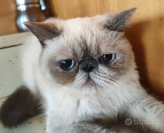 Exoticshorthair SANO Maschio Carattere Dolcissimo