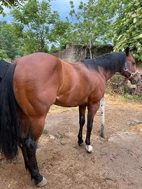 Animal