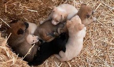 Cucciolo taglia piccola