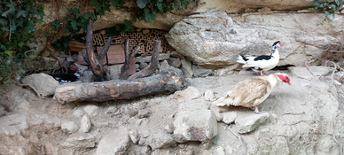 Tris riproduttore Anatre mute