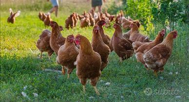 Galline da uovo