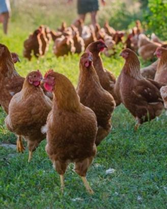 Galline da uovo