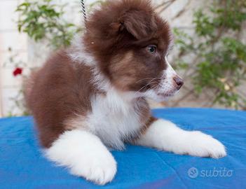 Australian Shepherd/ Pastore Australiano