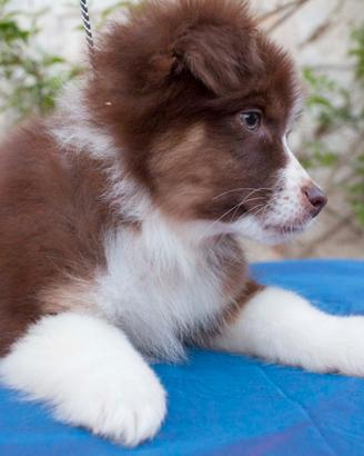 Australian Shepherd/ Pastore Australiano