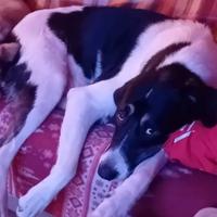 Dolcissima mamma cucciolona