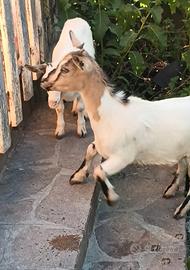 Caprette tibetane