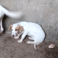 Cucciolo istriano