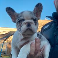 Cuccioli di bulldog francese
