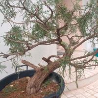 ginepro da bonsai 