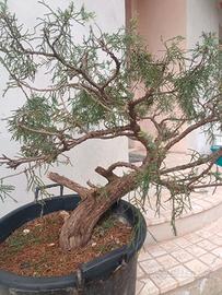 ginepro da bonsai 