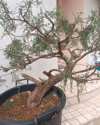 ginepro da bonsai 