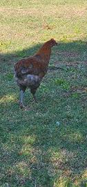 Gallo da riproduzione Olive hegg