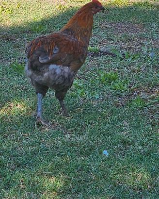 Gallo da riproduzione Olive hegg