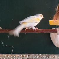 4 Canarini giallo mosaico