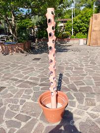 terrarium giardino verticale 