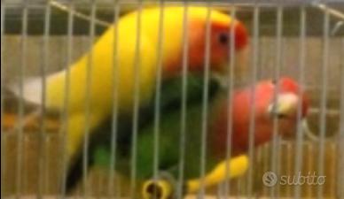 Coppia riseicollis sesso legata
