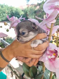 Cuccioli di chihuahua