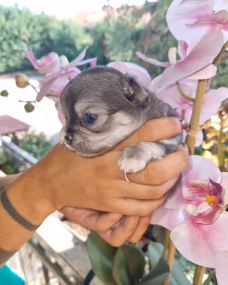 Cuccioli di chihuahua