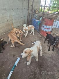 Segugi maremmani e vandeani disponibili