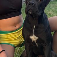 Cucciola di cane corso