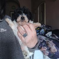 Barboncino particolor toy femmina