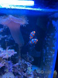 Coppie di ocellaris (pesce pagliaccio)