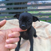 Dolcissima chihuahua Toy