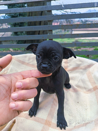 Dolcissima chihuahua Toy