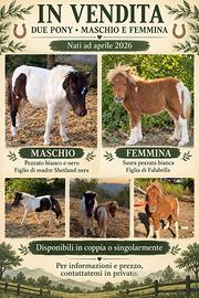 Pony M F falabella shetland