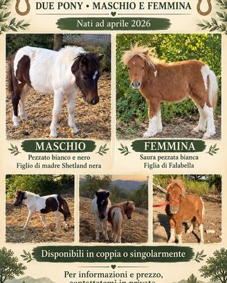 Pony M F falabella shetland