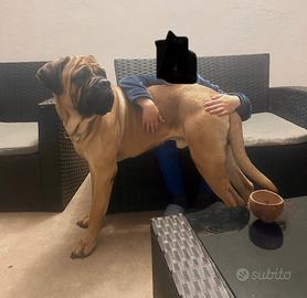 Cane corso con Pedigree