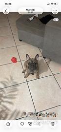 Bulldog francese