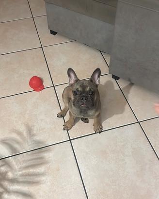 Bulldog francese